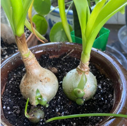 coconut plant for sale Coconut Palm Tree, Gold Malayan Cocos nucifera
